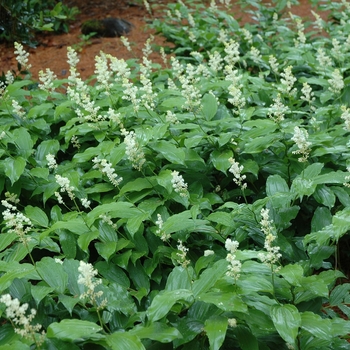 Smilacina racemosa 