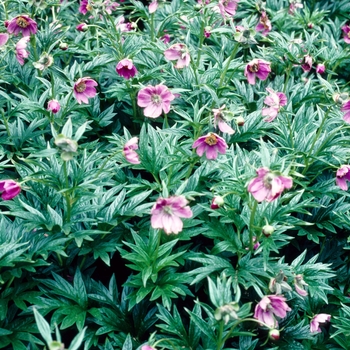 Paeonia veitchii