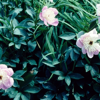 Paeonia lactiflora 'Globe of Light' 