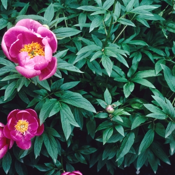 Paeonia 'Rose Garland' 