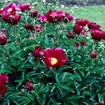 Paeonia lactiflora 'Balliol' 