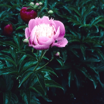 Paeonia 'Betty Groff' 