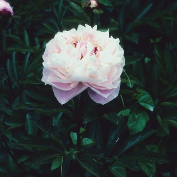 Paeonia lactiflora 'Bunker Hill' 