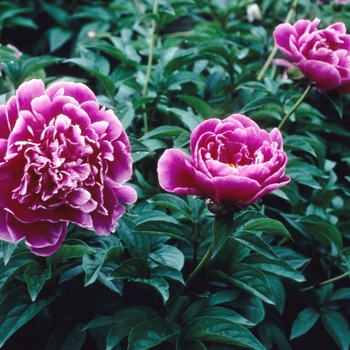 Paeonia lactiflora 'Cincinnati' 