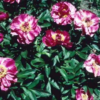 Paeonia suffruticosa 'Crusader' 