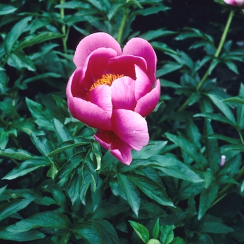 Paeonia 'Flash' 