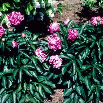 Paeonia lactiflora 'First Lady'