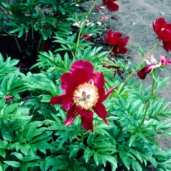 Paeonia lactiflora 'Legion of Honor' 