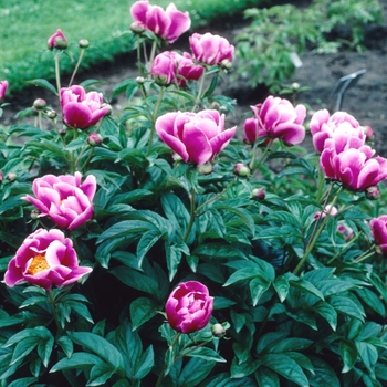 Paeonia lactiflora 'L'etincelante'