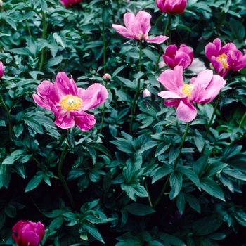 Paeonia lactiflora 'Nadia' 