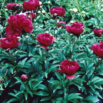 Paeonia 'Red Improved' 