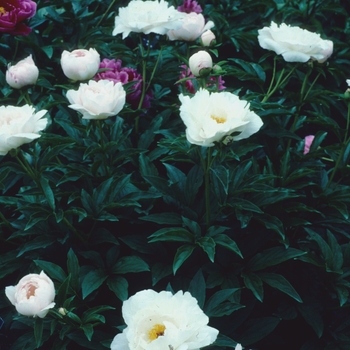 Paeonia lactiflora 'Zuzu'