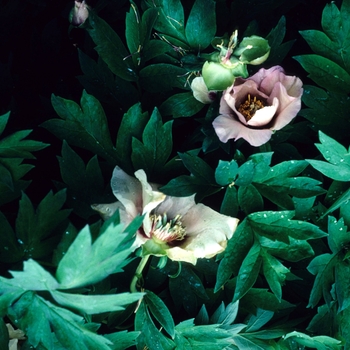 Paeonia suffruticosa 'Mystery' 
