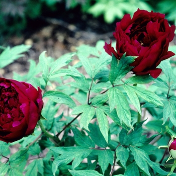 Paeonia suffruticosa 'Rempo' 