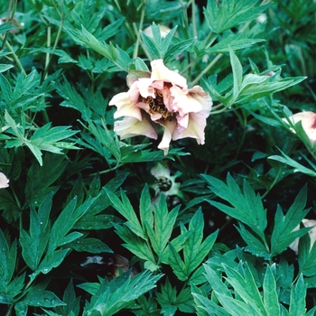 Paeonia suffruticosa 'Savage Splendor' 