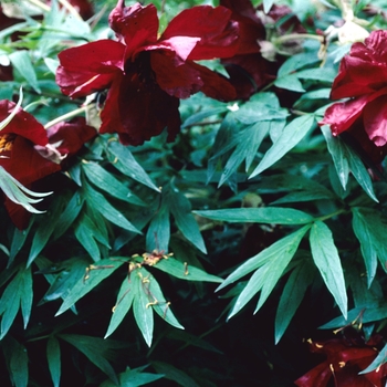 Paeonia suffruticosa 'Thunderbolt'