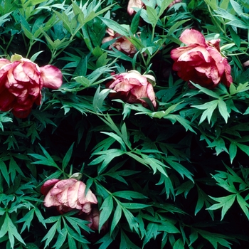 Paeonia suffruticosa 'Black Prince' 