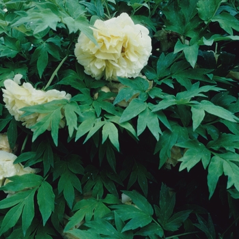 Paeonia suffruticosa 'Age of Gold'