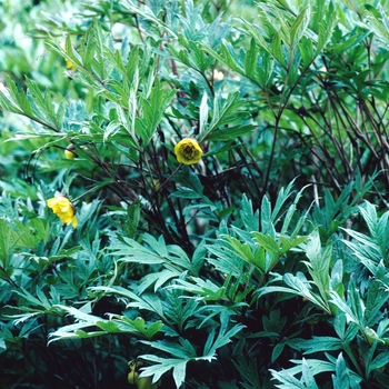 Paeonia lutea var. ludlowii