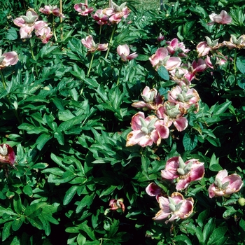 Paeonia mollis