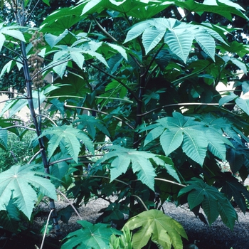 Ricinus communis