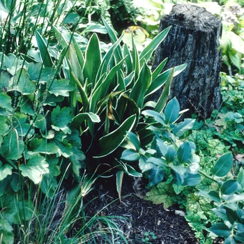 Rohdea japonica 'Striata' 