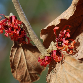 Hamamelis x intermedia 'Diane'