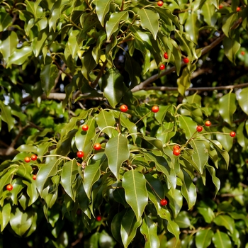 Ilex pedunculosa 