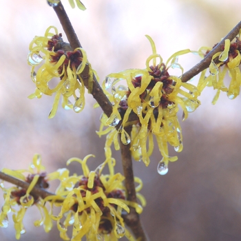 Hamamelis mollis 