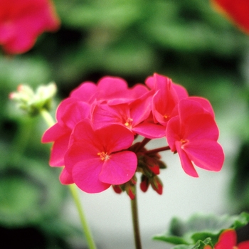 Pelargonium x hortorum Sunrise™ 'Violet'