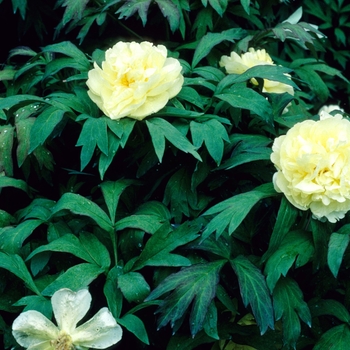 Paeonia suffruticosa 'Daffodil' 