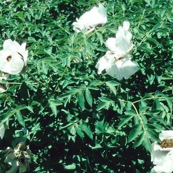 Paeonia suffruticosa 'Roc'