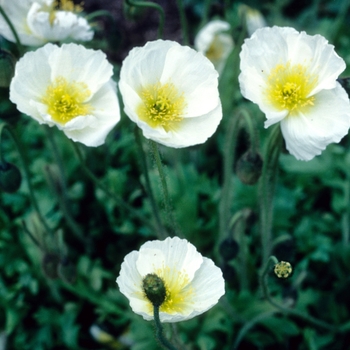 Papaver nudicaule 'Constance Finnis'