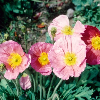 Papaver nudicaule 'Party Fun'