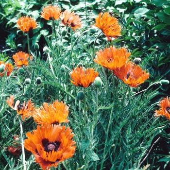 Papaver orientale 'Fringed Form'