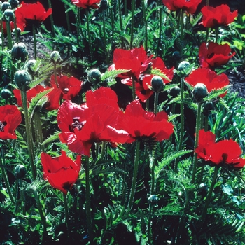 Papaver orientale 'Avebury Cream' 