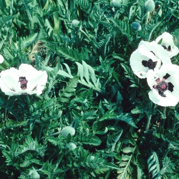 Papaver orientale 'Black & White' 