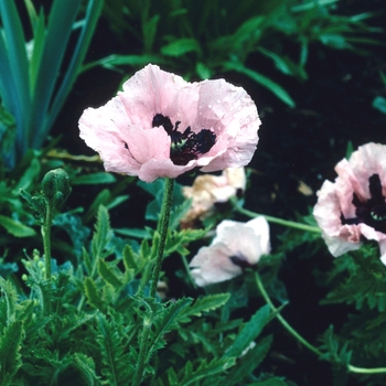 Papaver orientale 'Cedric Morris'