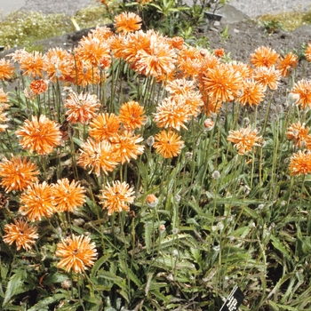 Papaver orientale 'Fireball'