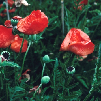 Papaver orientale 'Goliath' 