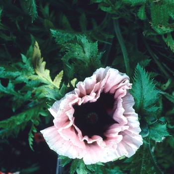 Papaver orientale 'Lighthouse' 