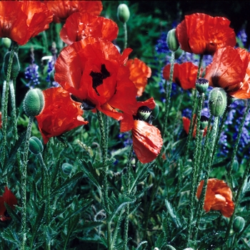 Papaver orientale 'Marcus Perry' 