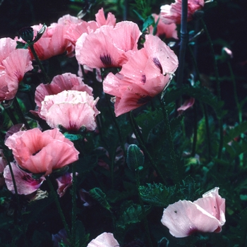 Papaver orientale 'Mrs Perry' 