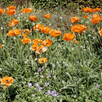 Papaver orientale 'Mrs Roscoe' 