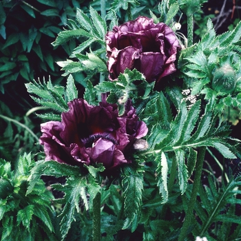 Papaver orientale 'Patty's Plum'