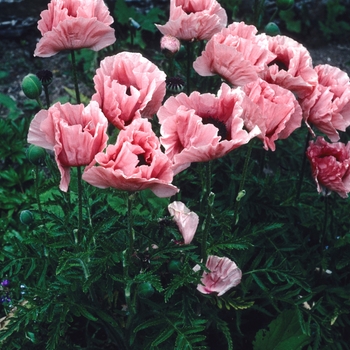 Papaver orientale 'Turkish Delight'