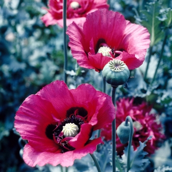 Papaver somniferum 'Single Form' 