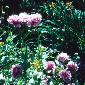 Papaver somniferum 'Double Form'