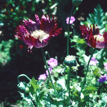 Papaver somniferum 'Fringed Red' 