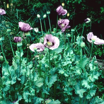 Papaver somniferum 'Single Puce' 